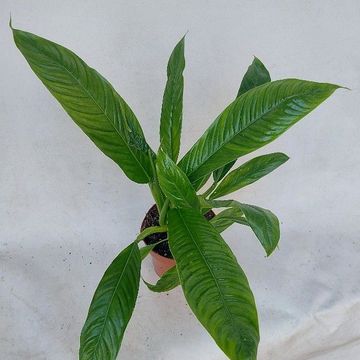Philodendron campii