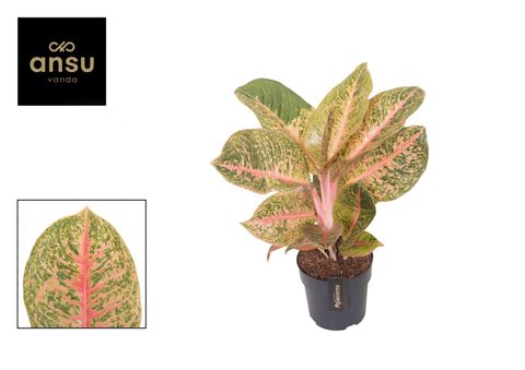 Aglaonema 'Vermillion Red'