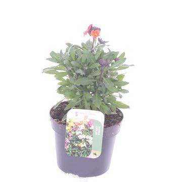 Erysimum ORANGE PURPLE GLOW