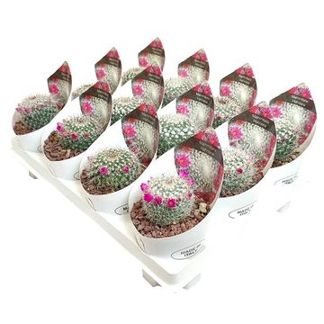 Mammillaria hahniana