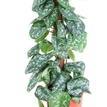 Scindapsus pictus 'Trebie'