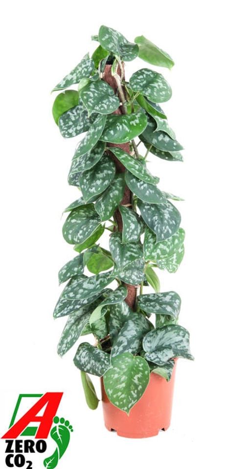 Scindapsus pictus 'Trebie'