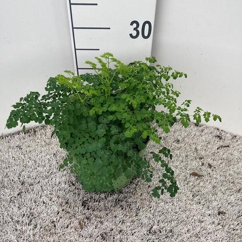 Thalictrum 'Splendide'