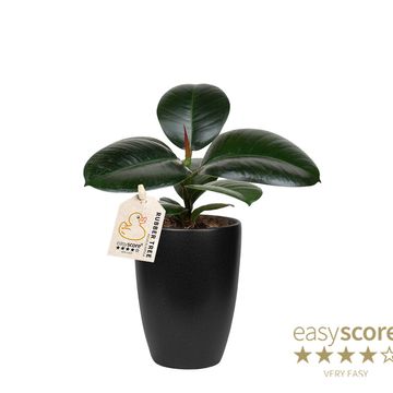 Ficus elastica 'Sofia'