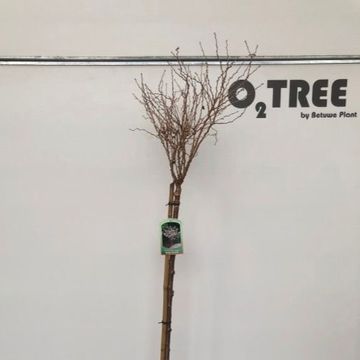 Prunus incisa 'Kojou-no-mai'