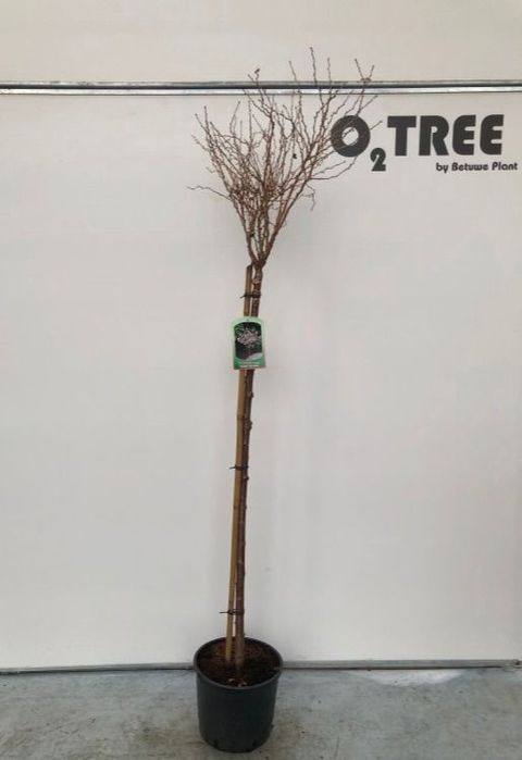 Prunus incisa 'Kojou-no-mai'