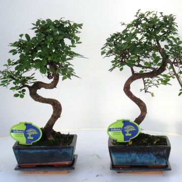 Zelkova parvifolia