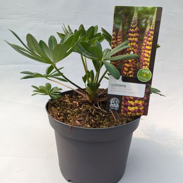 Lupinus WEST COUNTRY MANHATTAN LIGHTS