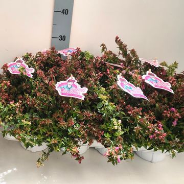 Abelia PINKY BELLS