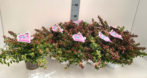 Abelia PINKY BELLS