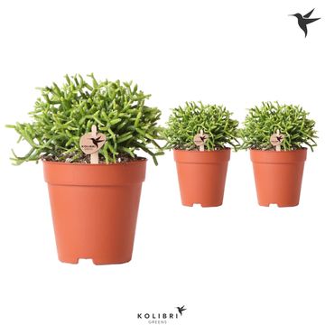 Rhipsalis cereuscula GOLD