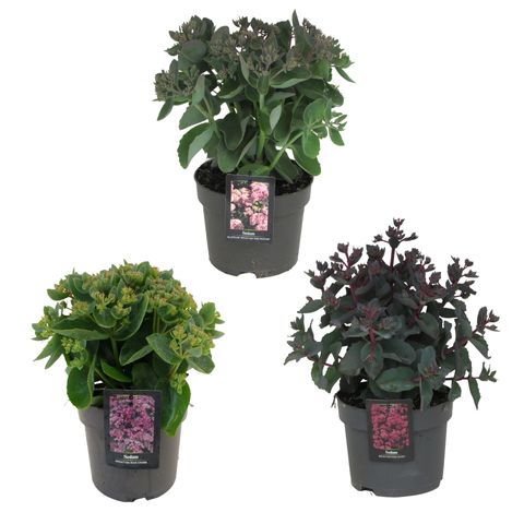 Sedum MIX