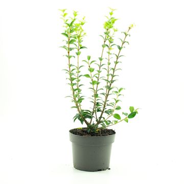 Osmanthus x burkwoodii