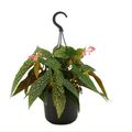 Begonia 'Double Dot'