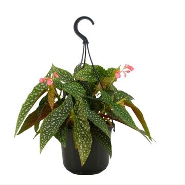 Begonia 'Double Dot'