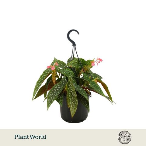 Begonia 'Double Dot'