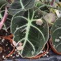 Alocasie 'Black Velvet Pink Less Variegata'