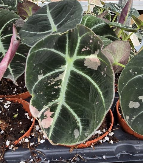 Alocasia 'Black Velvet Pink Less Variegata'
