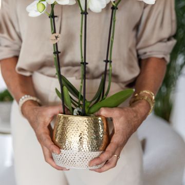 Pot KOLIBRI HOME ELITE GOLD