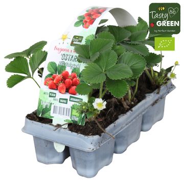 Fragaria x ananassa 'Ostara'