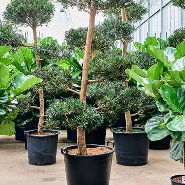 Podocarpus macrophyllus