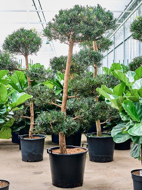 Podocarpus macrophyllus