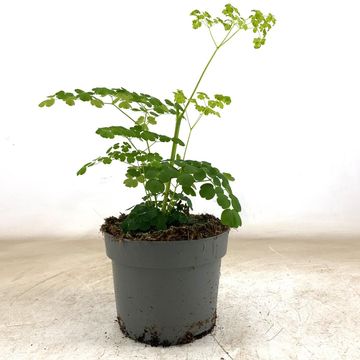 Thalictrum SPLENDIDE WHITE