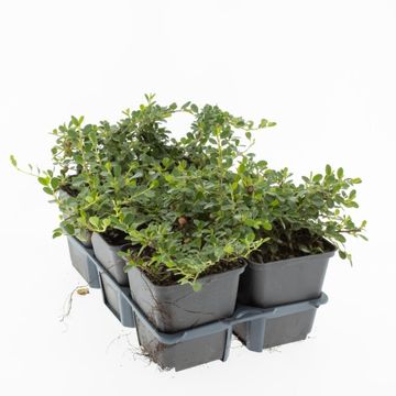 Cotoneaster procumbens 'Streib's Findling'