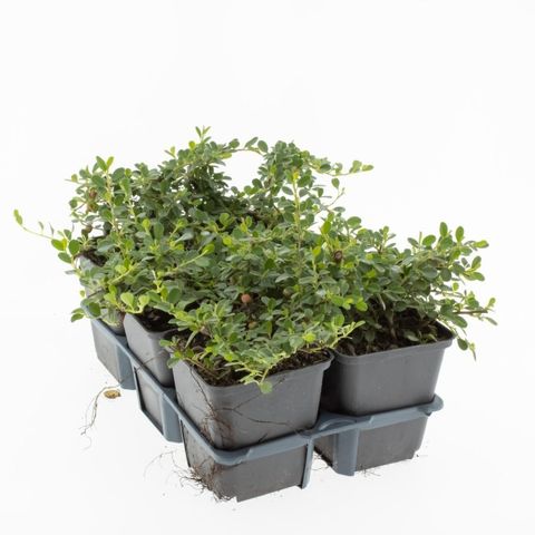 Cotoneaster procumbens 'Streib's Findling'