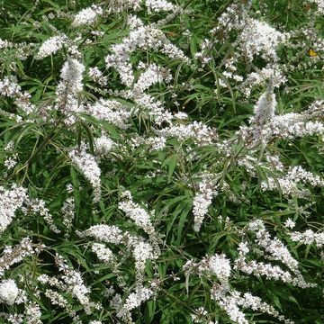 Vitex agnus-castus 'Albus'