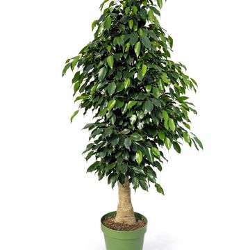 Ficus benjamina 'Danielle'