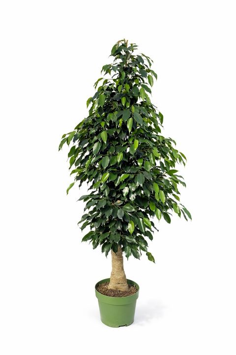 Ficus benjamina 'Danielle'