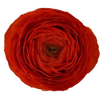 Ranunculus asiaticus 'Sprinkles Orange'