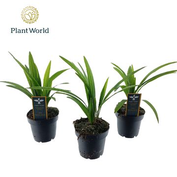 Trachycarpus fortunei