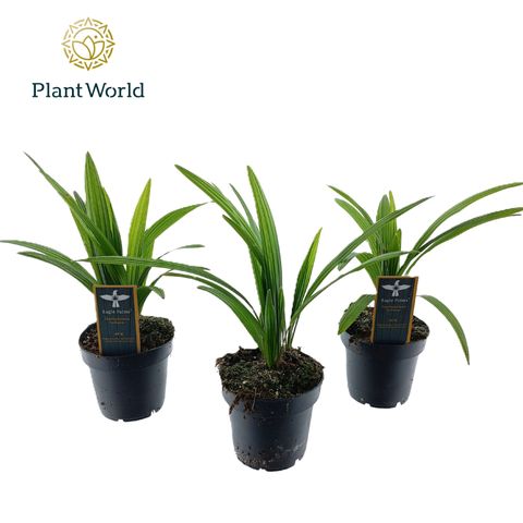 Trachycarpus fortunei