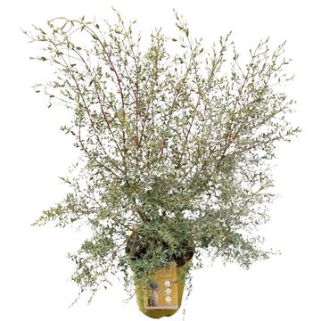 Eucalyptus gunnii FRANCE BLEU