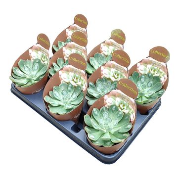 Echeveria 'Raindrops'