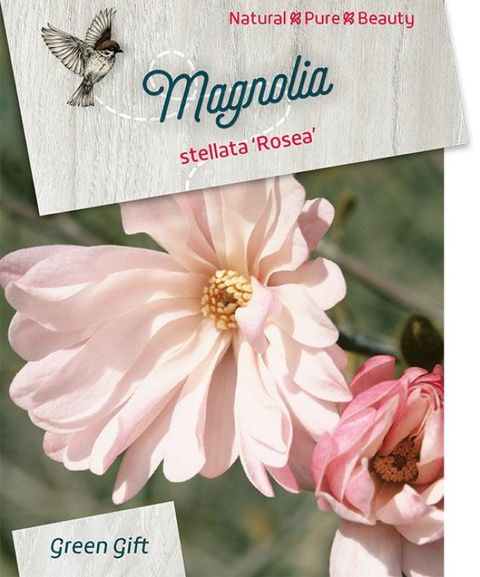 Magnolia stellata 'Розеа'