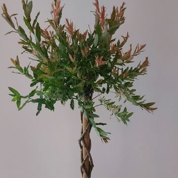 Salix integra 'Flamingo'