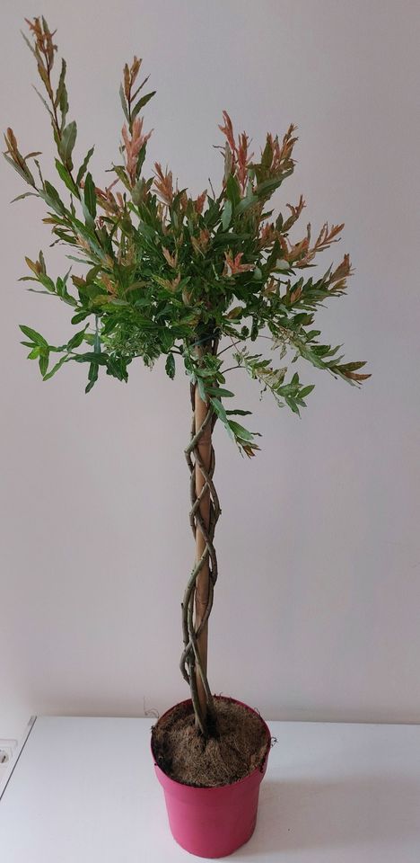 Salix integra 'Flamingo'