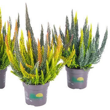 Calluna vulgaris SKYLINE MIX IN POT