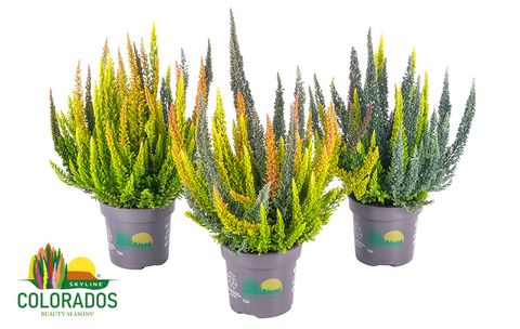 Calluna vulgaris SKYLINE MIX IN POT