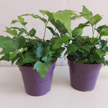 Cyrtomium fortunei clivicolum