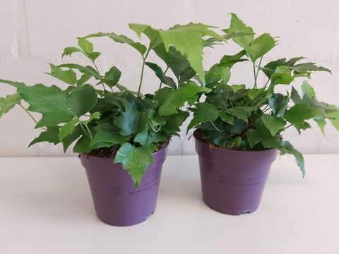 Cyrtomium fortunei clivicolum