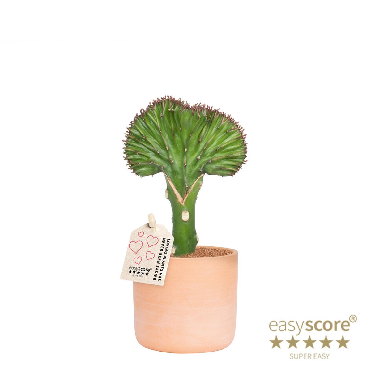 Euphorbia lactea plant wholesale floraccess