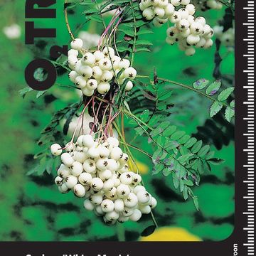 Sorbus 'White Magic'
