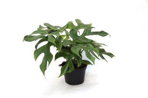 Philodendron 'Minima'
