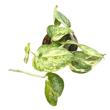 Scindapsus 'Peasun Variegata'