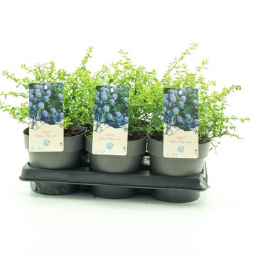 Ceanothus impressus 'Victoria'