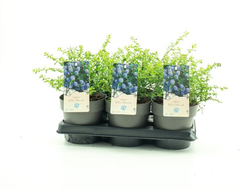 Ceanothus impressus 'Victoria'